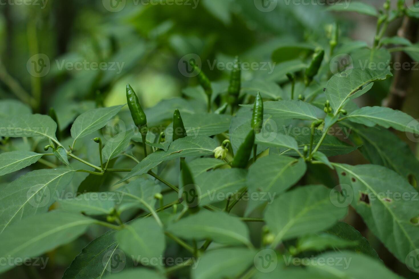fresh green chilies on the tree with a natural plantation background photo