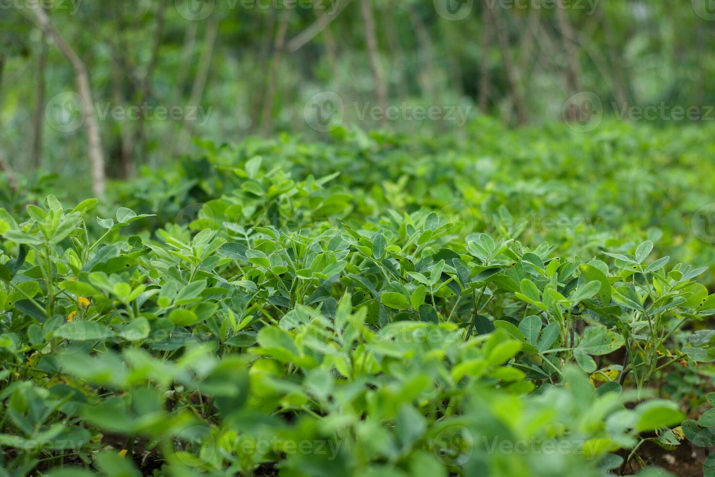 peanut plants on plantations in west Java, Indonesia. photo