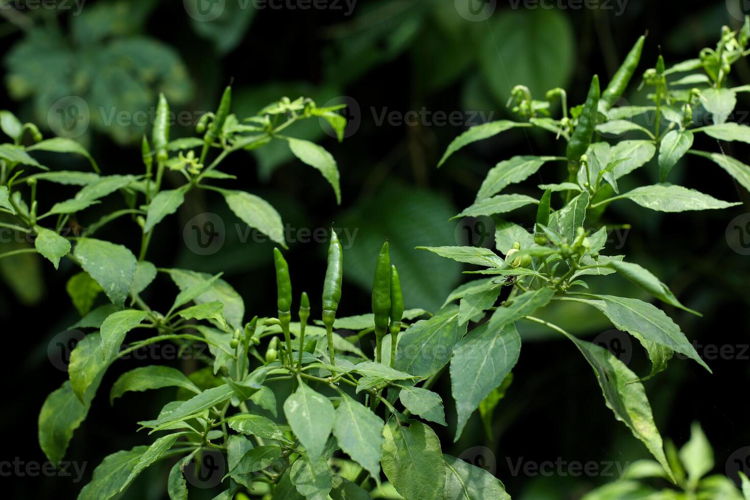 photo of fresh green chilies on plants in Indonesian plantations