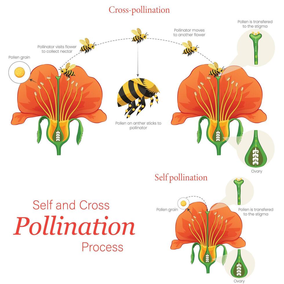 Illustration of Self and Cross Pollination Bee Pollinating Flowers vector