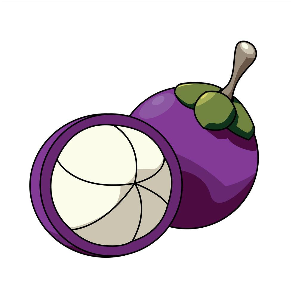 An illustration of a peeled purple mangosteen vector