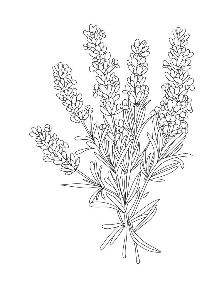 Lavender plant coloring page vector