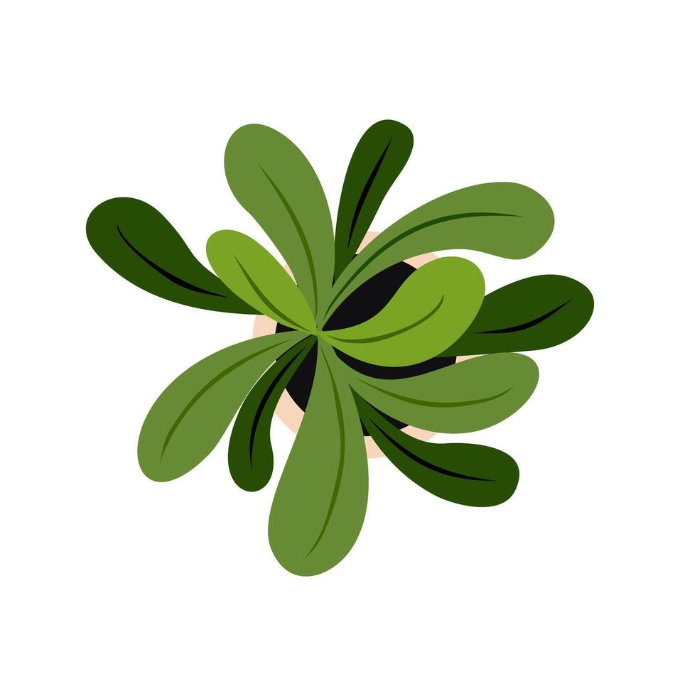 A green plant with leaves on a white background vector
