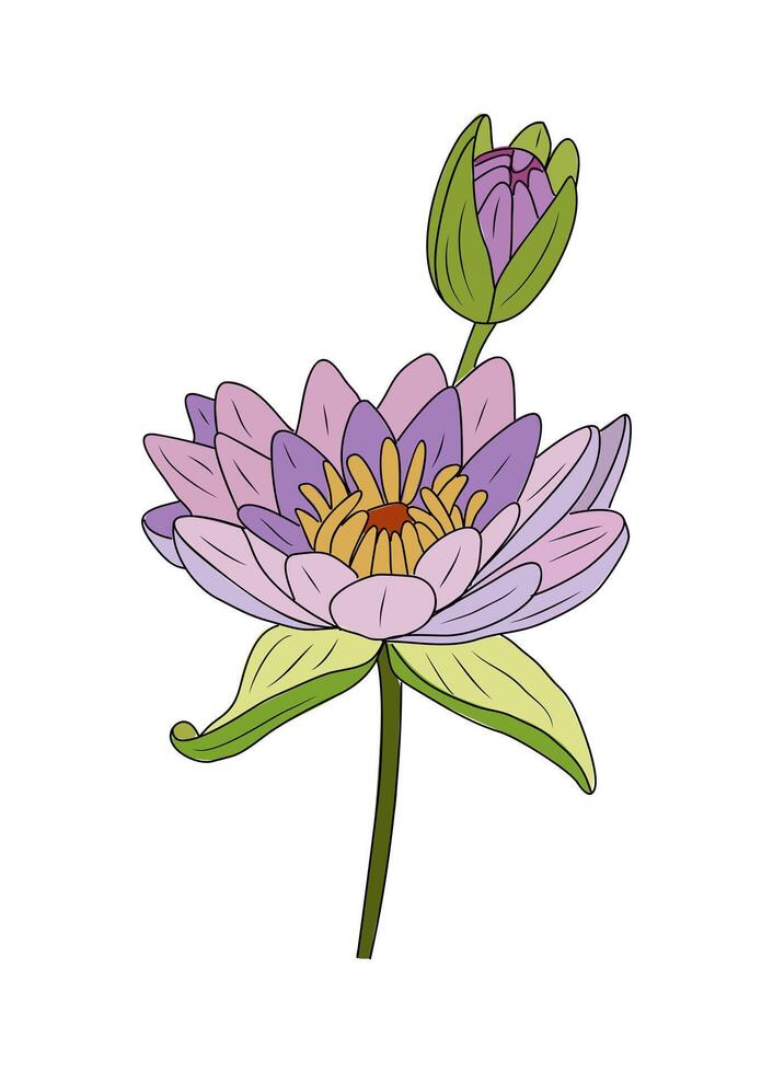 A purple lotus flower with green leaves vector