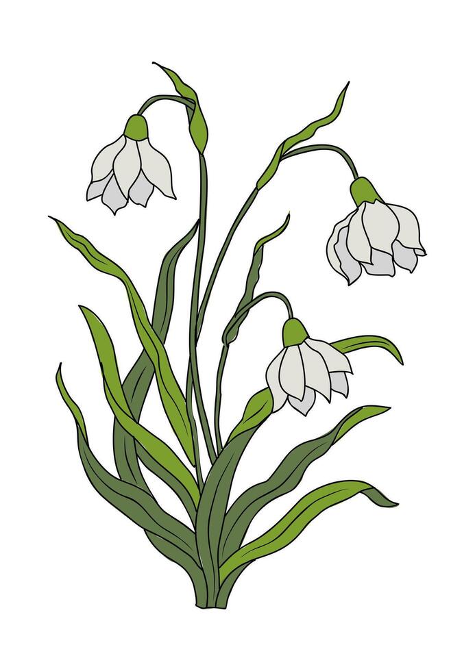 A snowdrop flower on a white background vector