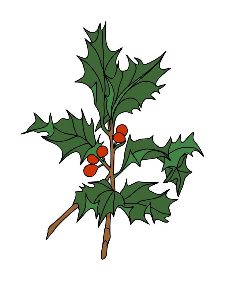 Holly branch with berries vector