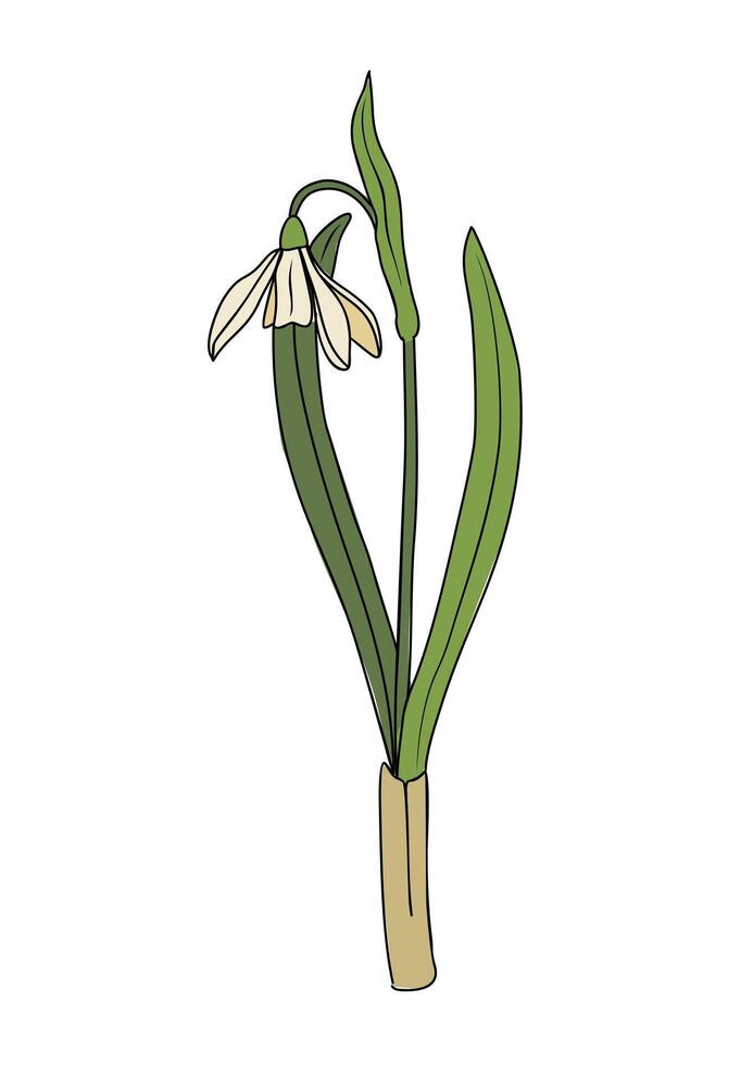 A snowdrop flower is shown in a white background vector