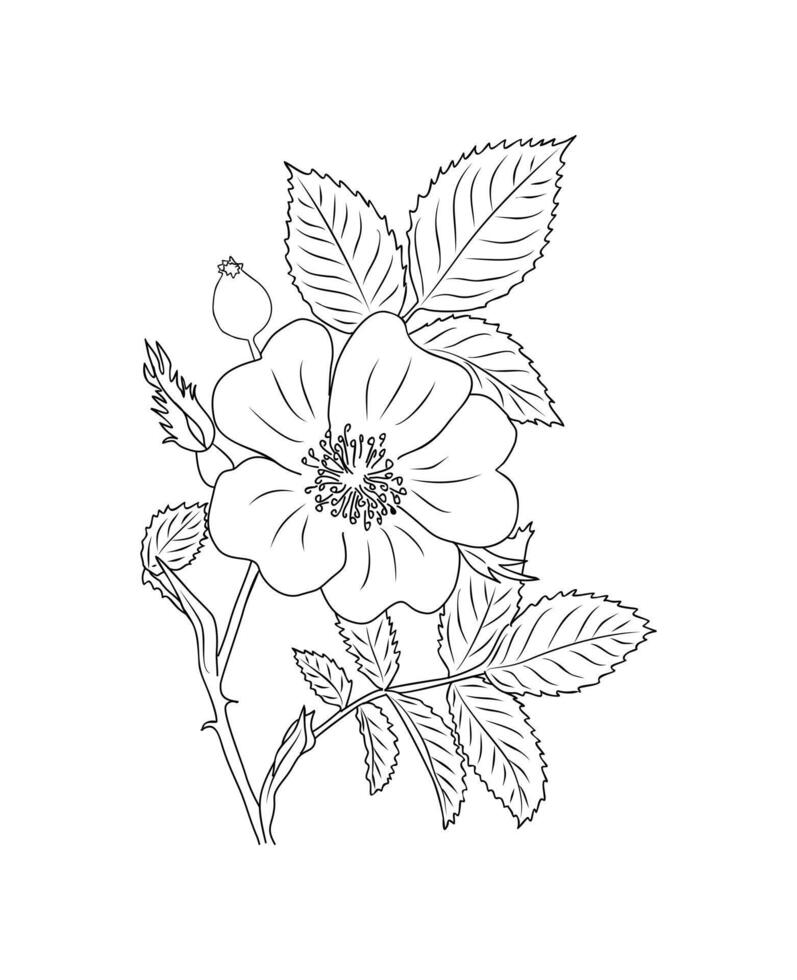 Hawthorn May birth month flower line art. vector