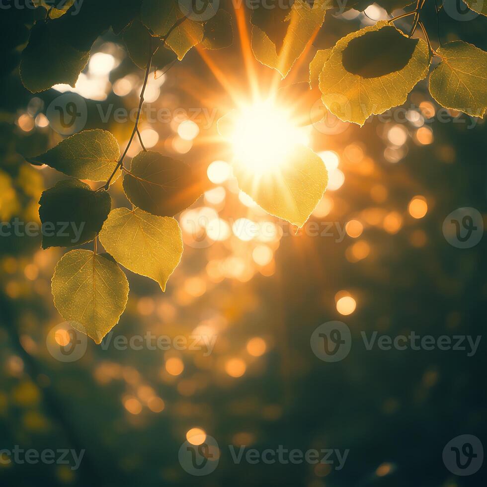 Nature background. Beautiful Sun shine through the blowing on wind tree green bokeh background leaves from nature forest the sun shines through leaves in the background photo