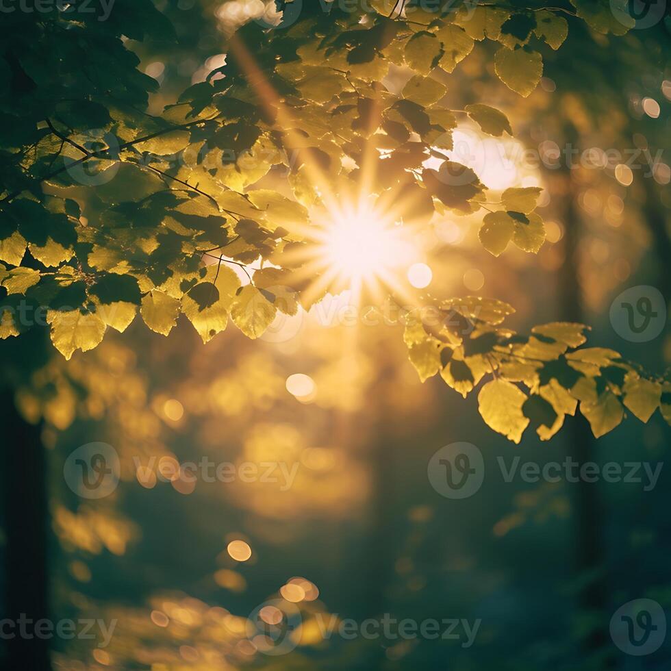 Nature background. Beautiful Sun shine through the blowing on wind tree green bokeh background leaves from nature forest sun shining through leaves in the forest photo