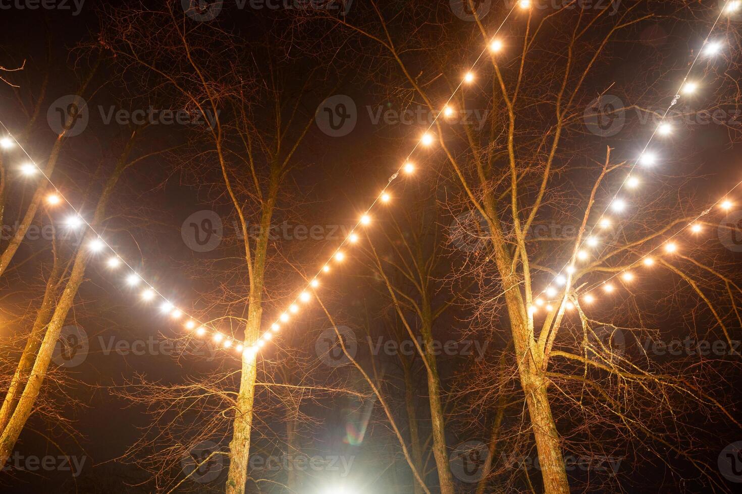Strings of warm and white lights hang between tall, bare trees, illuminating their branches and creating a glowing canopy in the surrounding darkness. photo