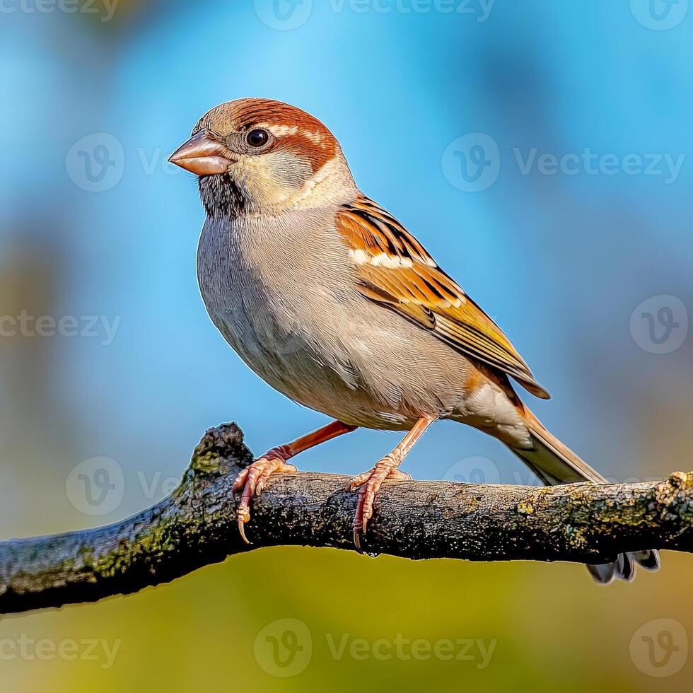 A bird sitting on a branch photo