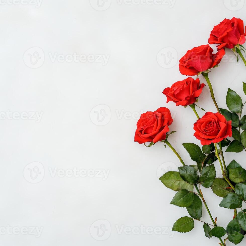 Red roses on white background photo