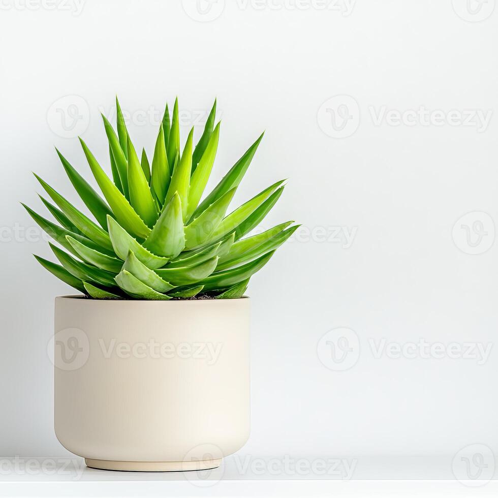 A potted succulent plant is shown in front of a white wall photo