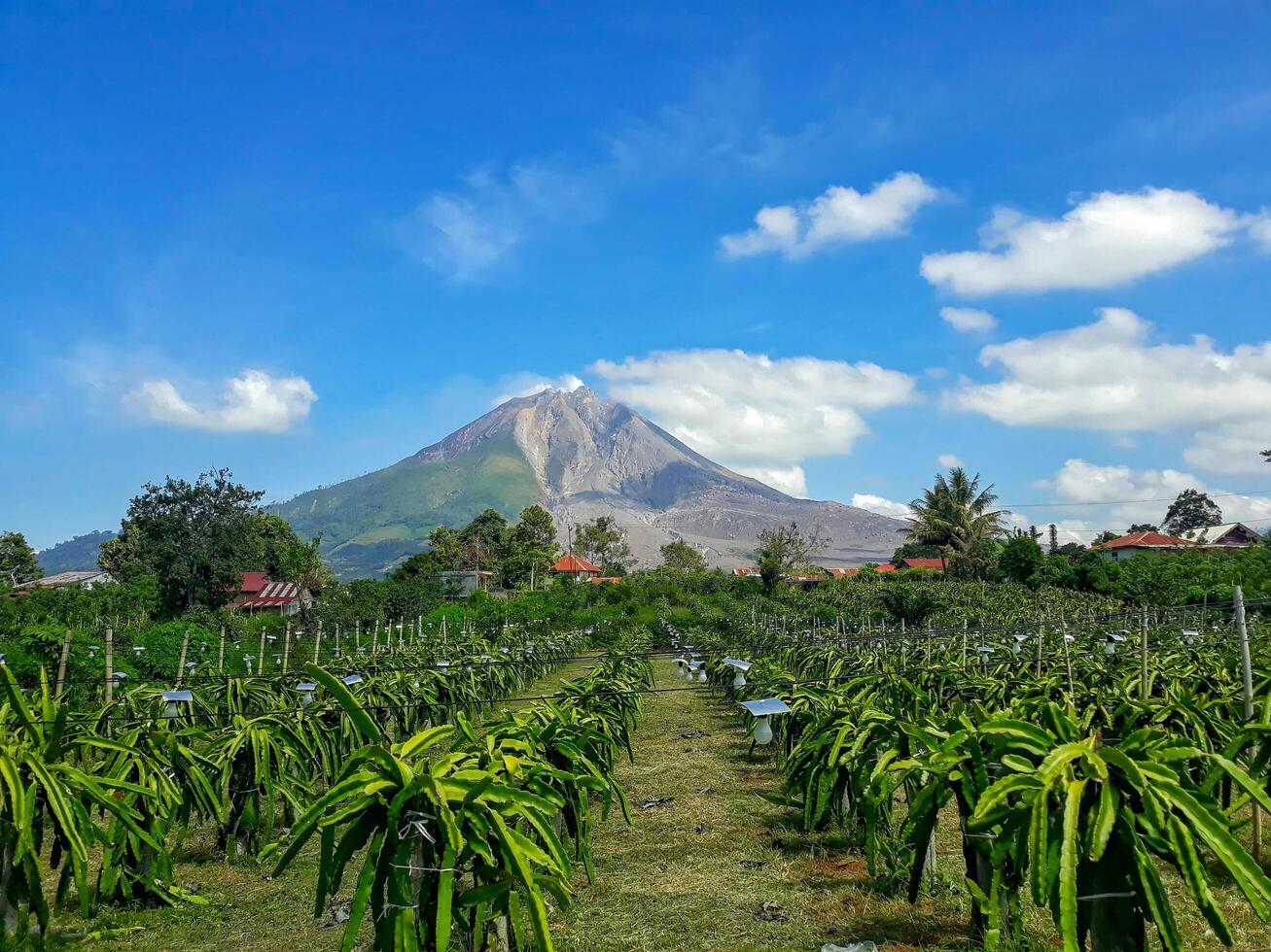 Beautiful view of Mount Sinabung with dragon fruit farming. photo