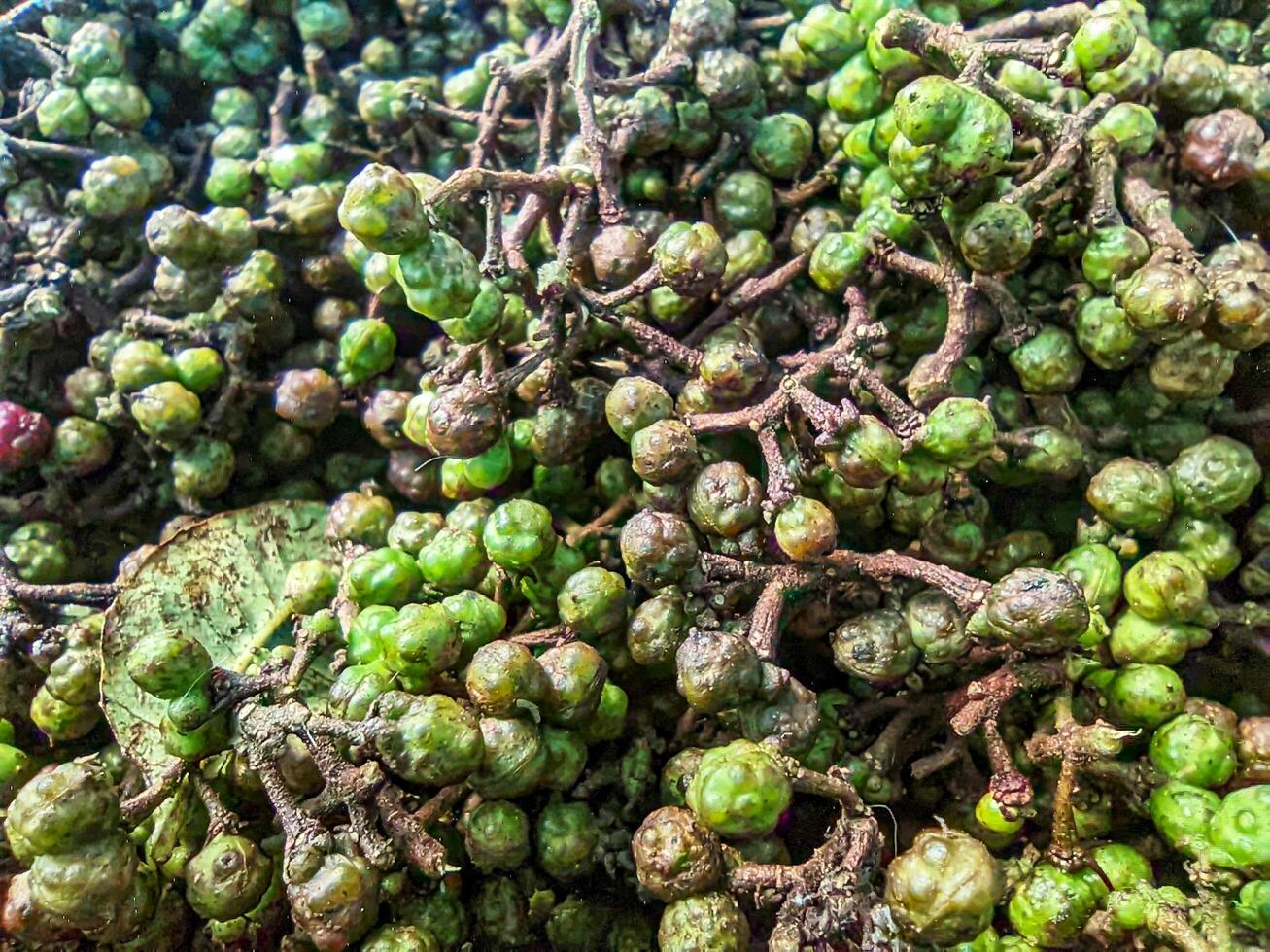 Andaliman or itir-itir is a typical Asian spice that comes from the outer skin of several types of plants belonging to the genus Zanthoxylum. photo