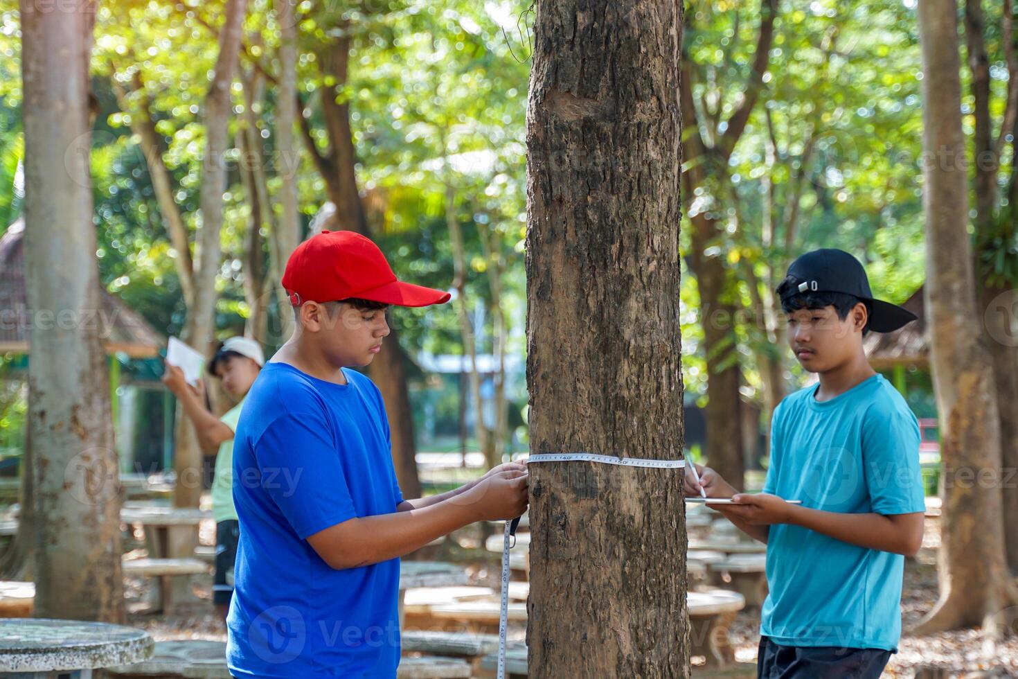 A group of boys measured the circumference of the tree with a tape measure. and make notes to use the data to calculate the carbon storage of trees. photo