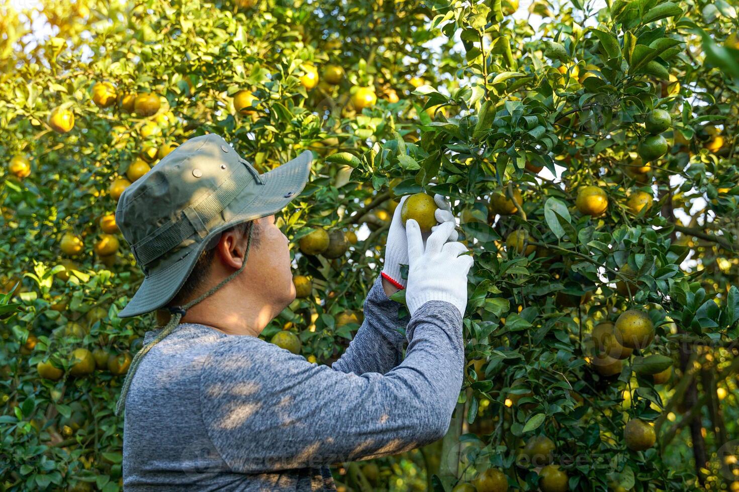 Gardeners wear white gloves to handle the oranges on the trees before harvesting. Soft and selective photo