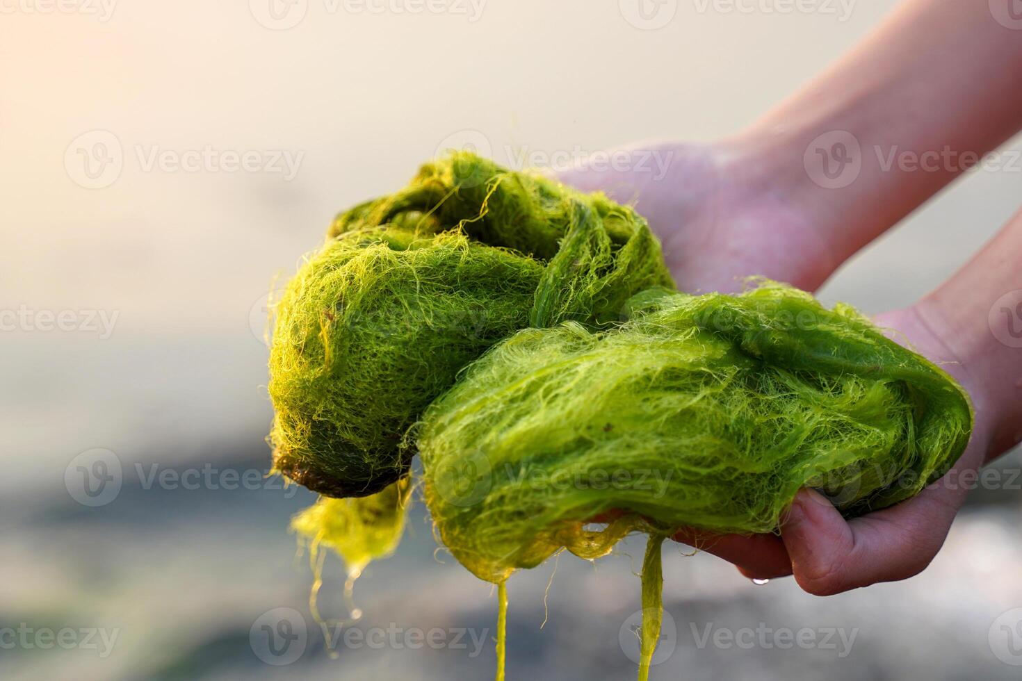 Hand holding Cladophora glomerata coming up from the river. It is a green alga found in clean fresh water sources and is an indicator of the cleanliness of the water. photo