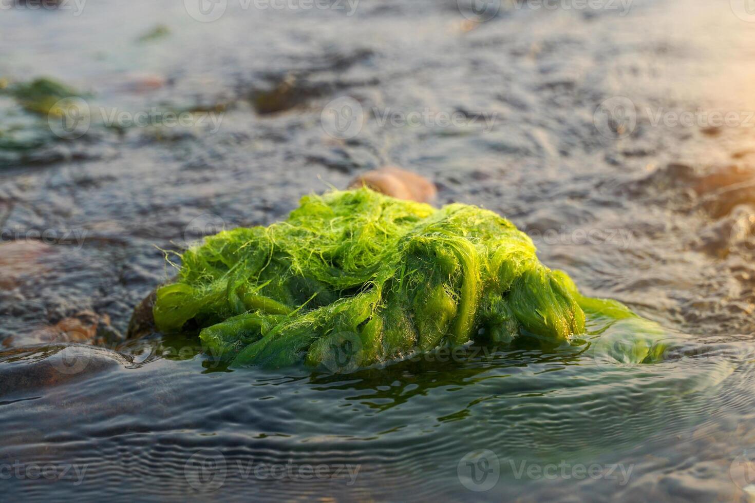 Cladophora glomerata is a green algae found in clean fresh water. Clear light can reach and is an indicator of the quality of clean water sources. photo