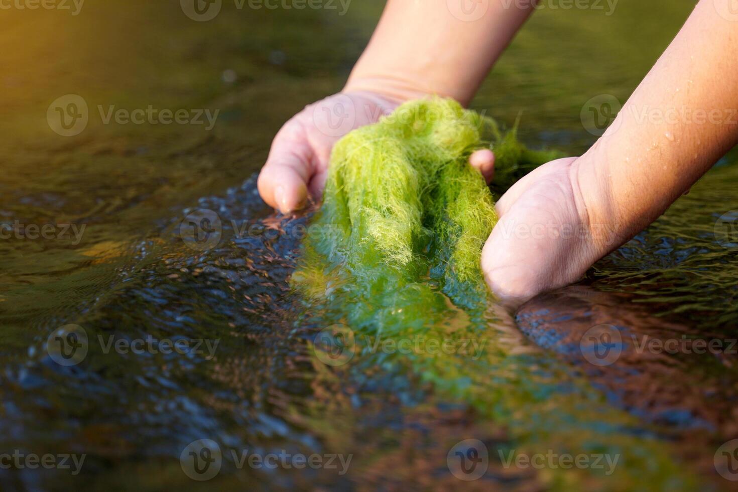 Hand holding Cladophora glomerata coming up from the river It is a green alga found in clean fresh water sources and is an indicator of the cleanliness of the water. photo