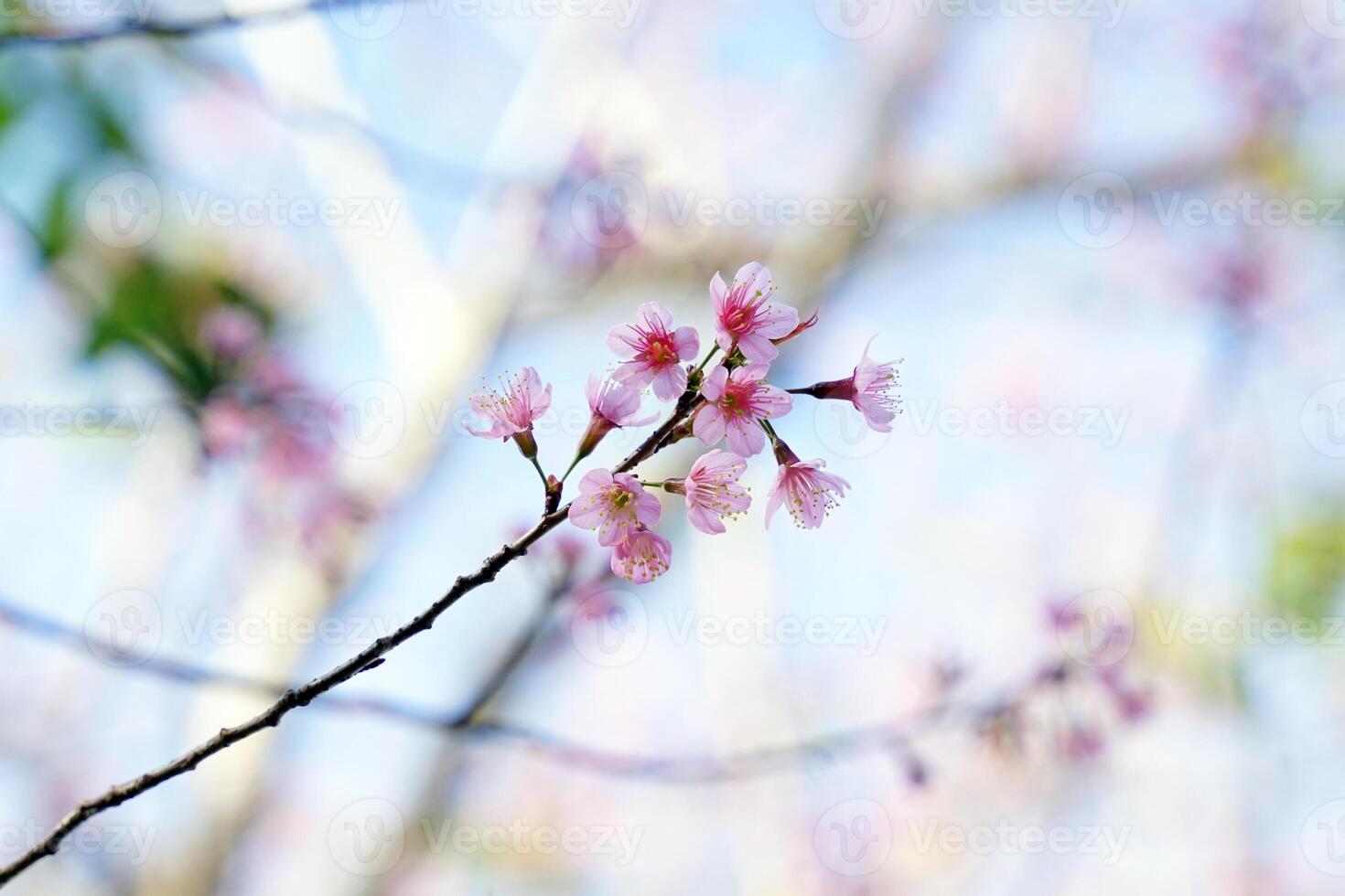 Wild Himalayan, Cherry Blossom, Sour cherry or Sakura in Thailand. There are many shades in one flower. Light pink, dark pink, red pink, red on the evening sky background. photo