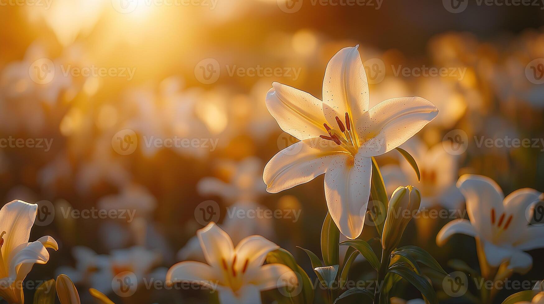 Close-up of a blooming white lily in a field, illuminated by the warm glow of a sunset. Purity and serenity concept photo