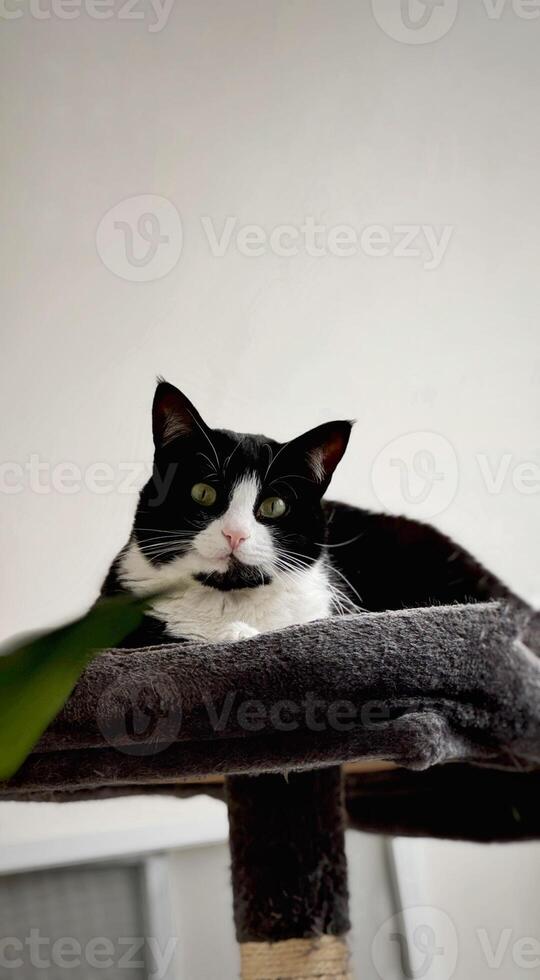 A black and white tuxedo cat lounges on a soft cat tree, gazing calmly at the camera against a neutral indoor background. photo
