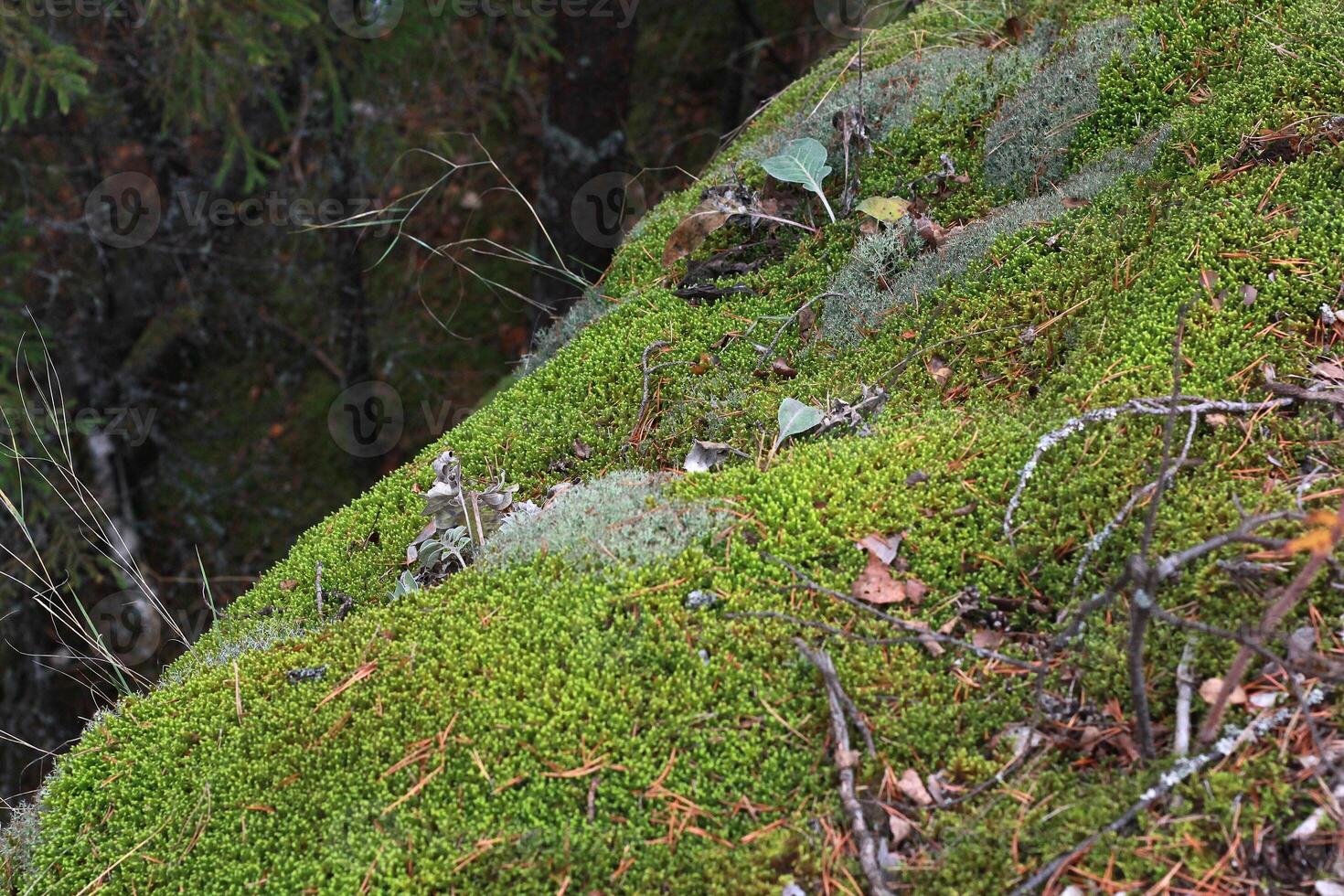 Forest hill covered with green moss and dry twigs fallen from the trees. photo