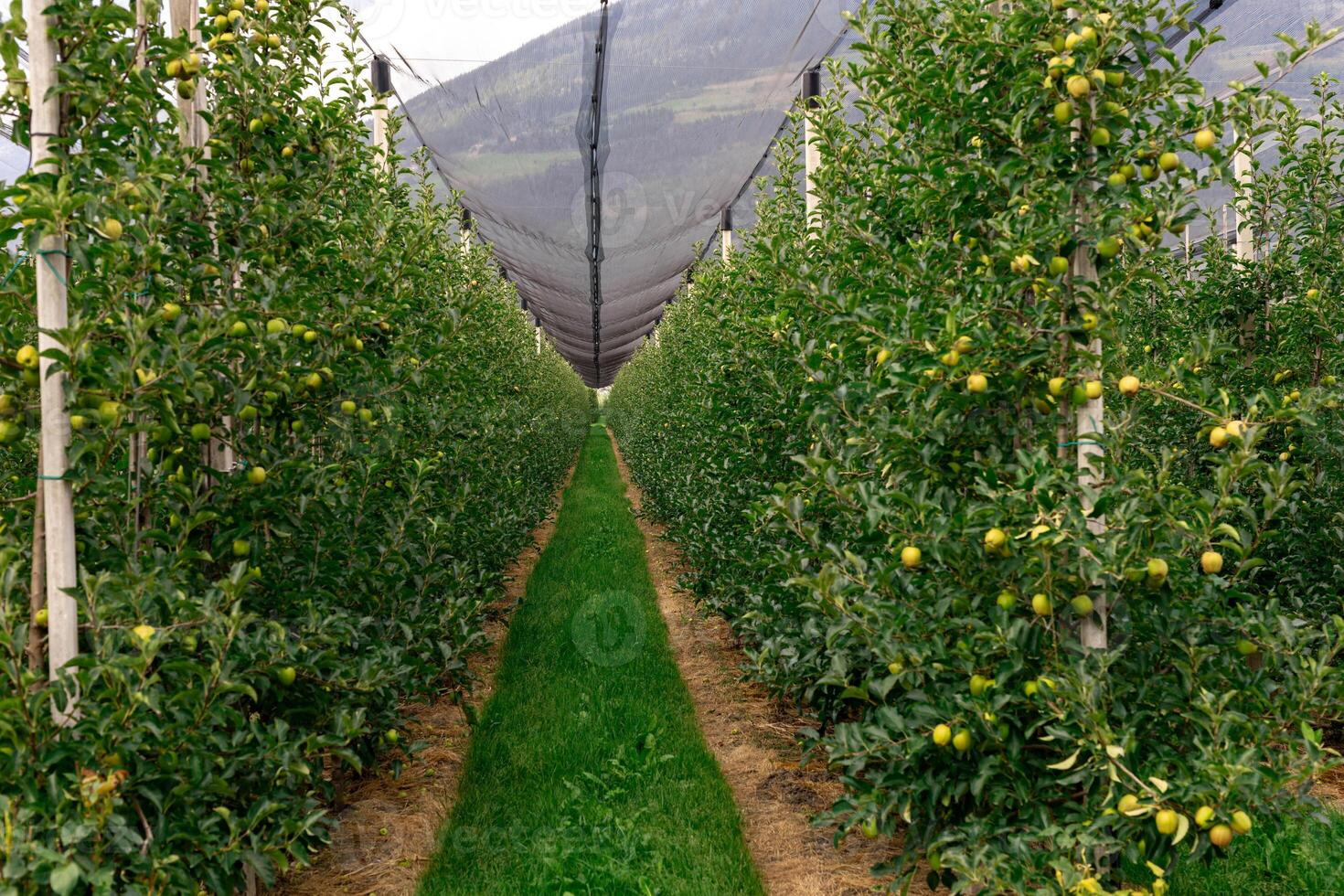 Well-maintained industrial apple orchards with rows of trees for large-scale fruit harvest photo