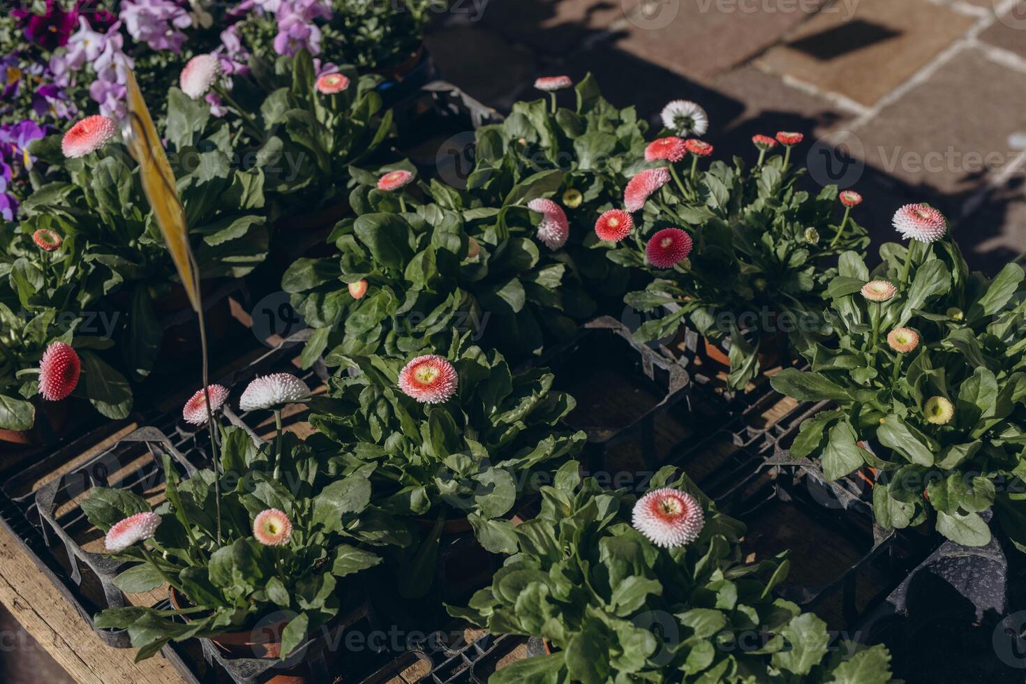 Colorful violets in pots are available for sale at the spring market photo