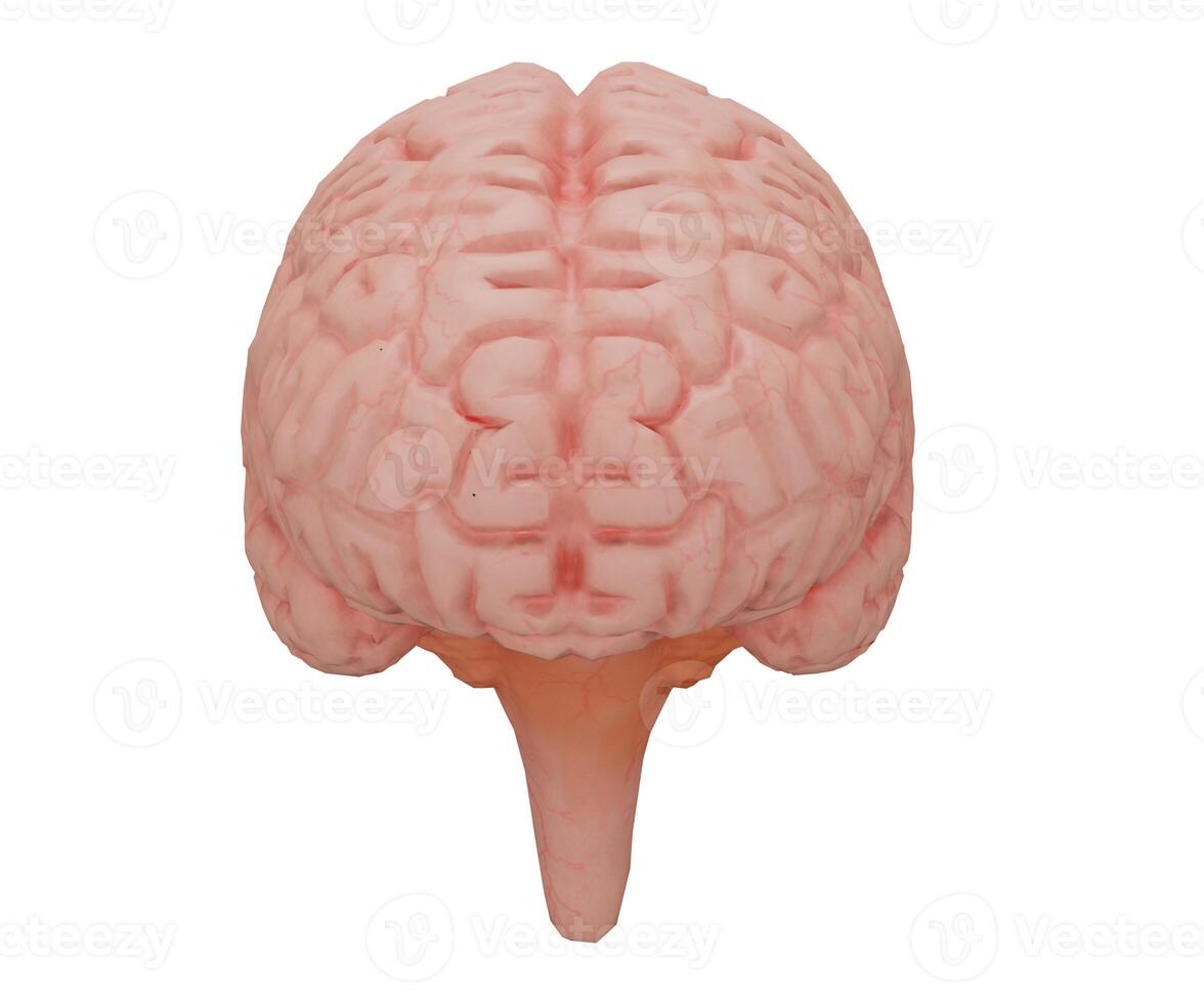 3d rendering realistic human brain photo
