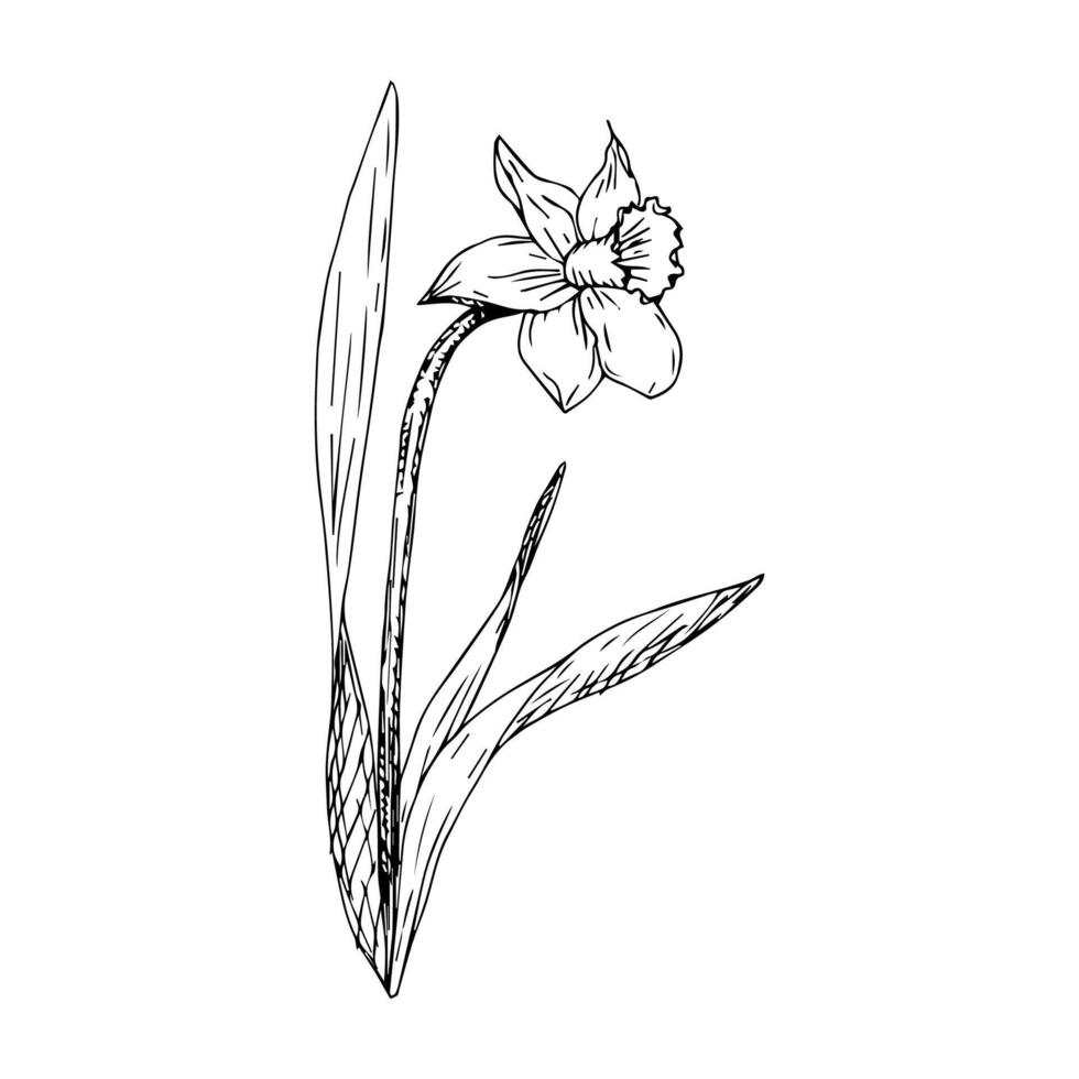 Hand-drawn daffodil flower in the style of engraving. vector