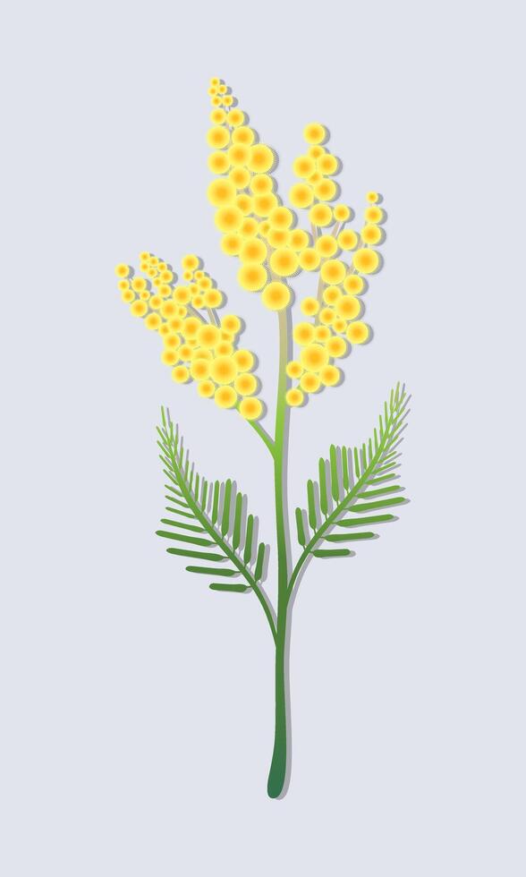 Abstract branch mimosa flower. Elegance illustration acacia dealbata. vector