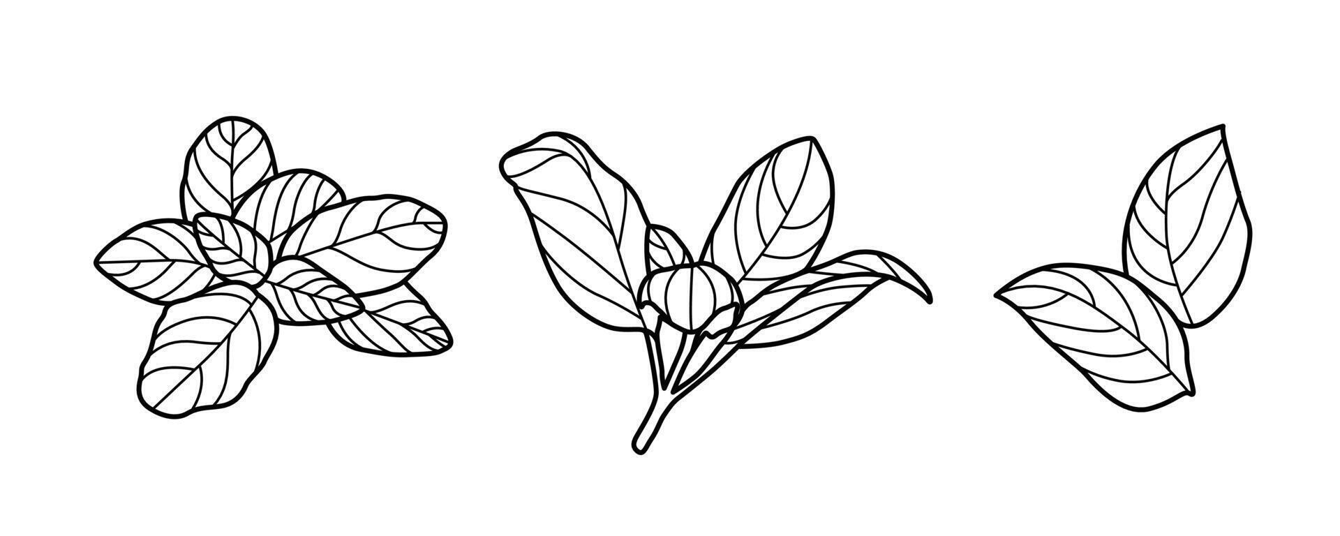 Basil Leaves on White Background Isolated vector