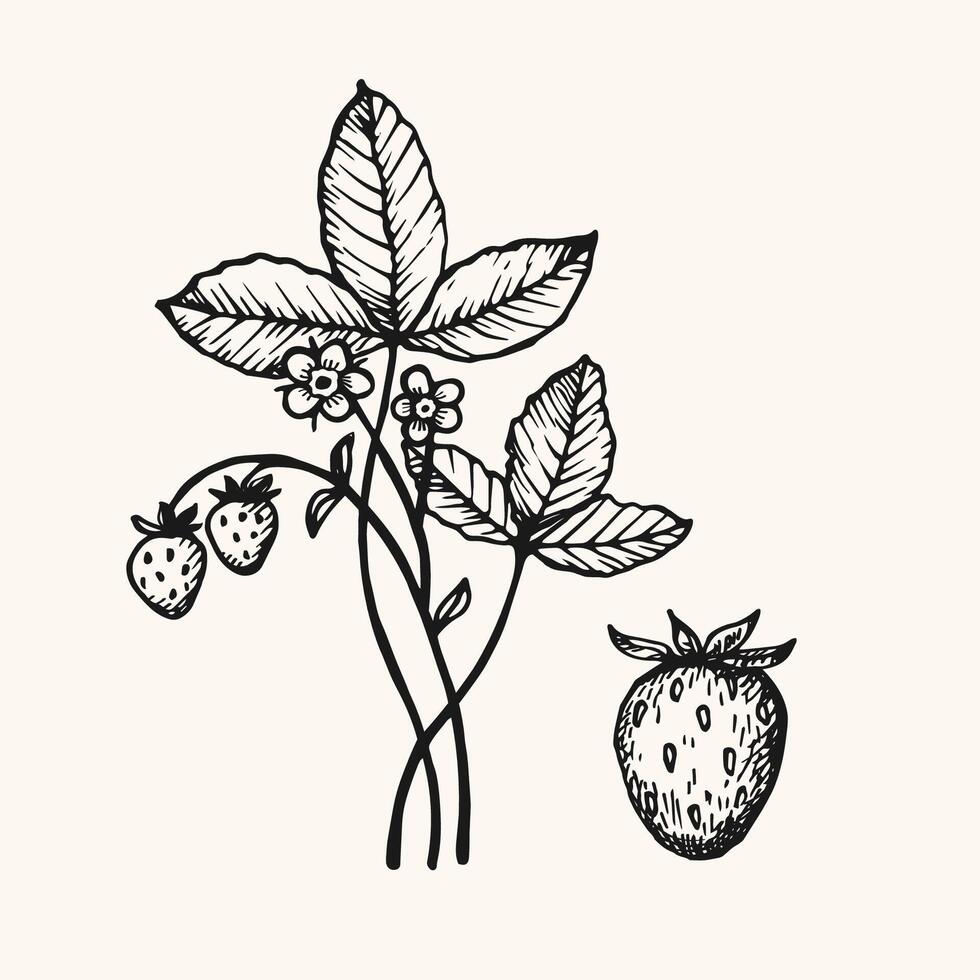 Engraved sketch of Strawberry plant on isolated background. Hand drawn botanical illustration with bush and separate berry wild strawberry for sign, logo, print, paper, label, tattoo, wrapping vector