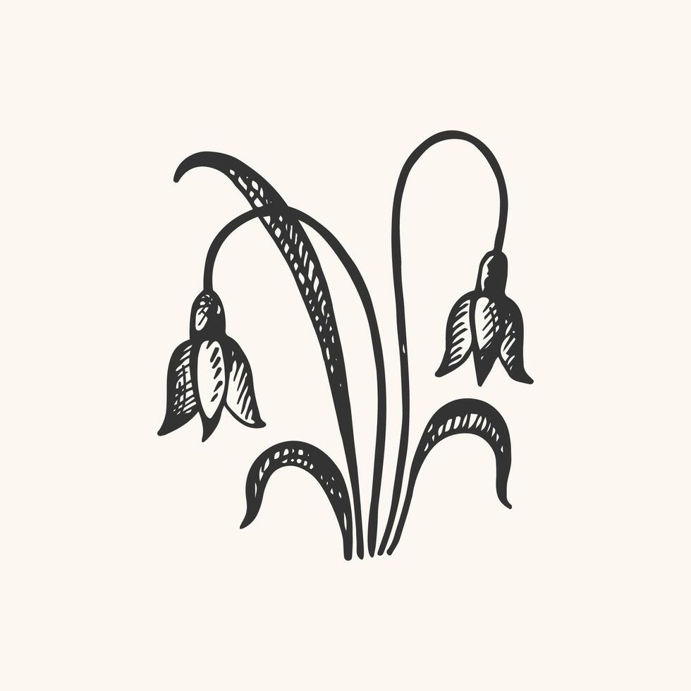Ink sketch with Snowdrop plant. Hand drawn botanical illustration with spring flower in vintage style. Design floral element for sign, logo, tattoo, print, paper, card. Nature and seasons vector