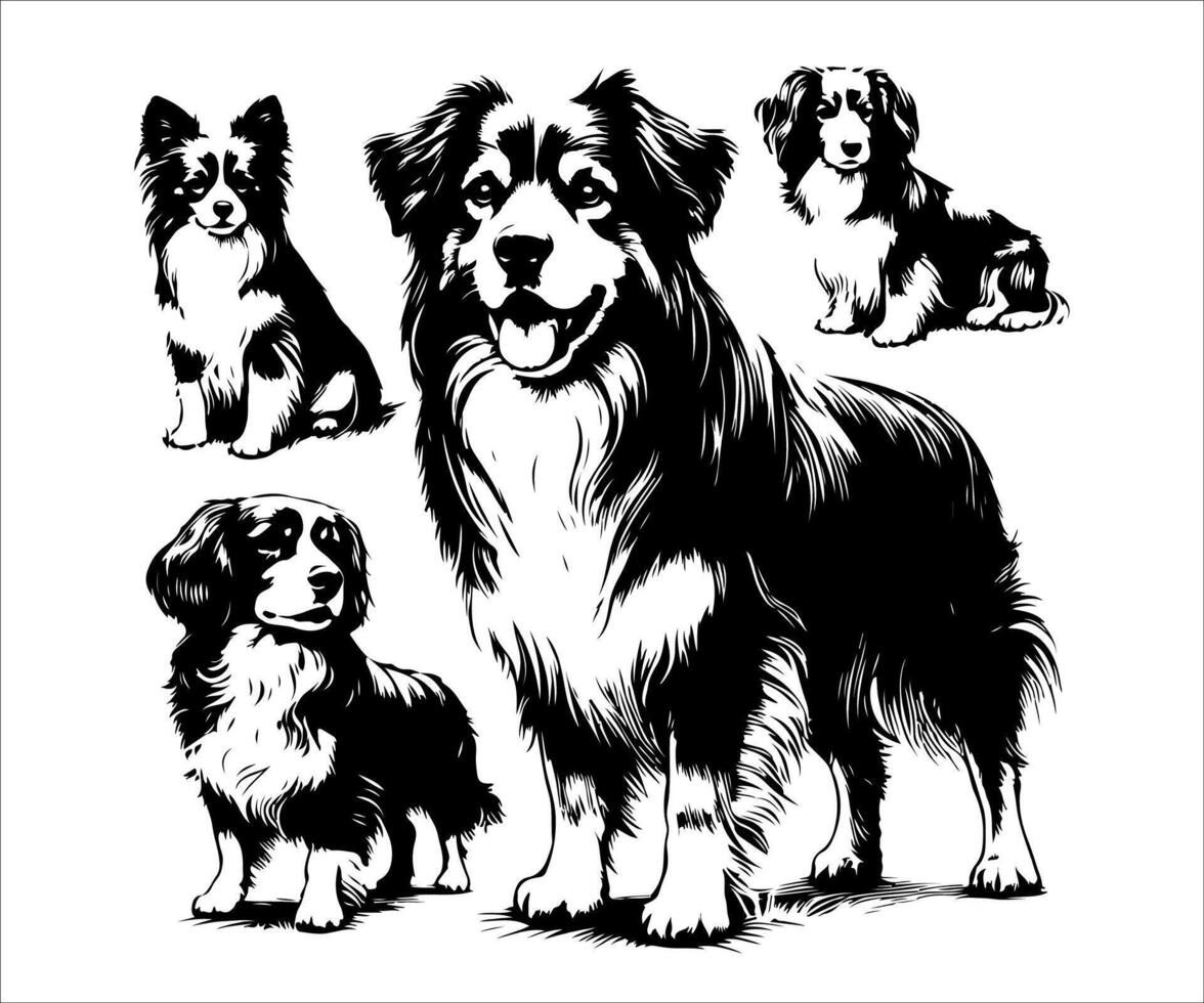 australian shepherd dog black and white illustration vector