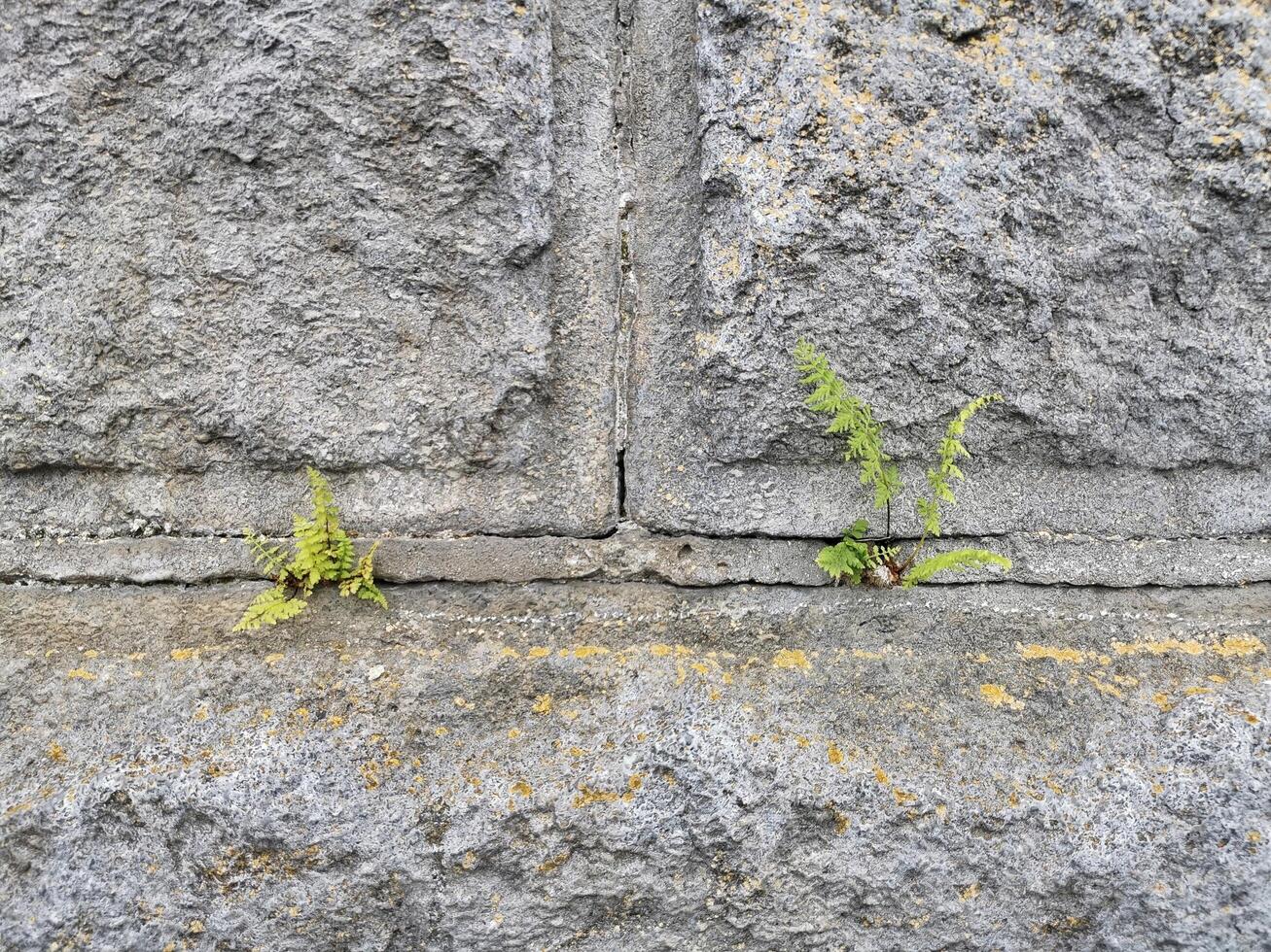 Small ferns growing between stone wall cracks in an urban setting. Concept of tenacity and perseverance photo