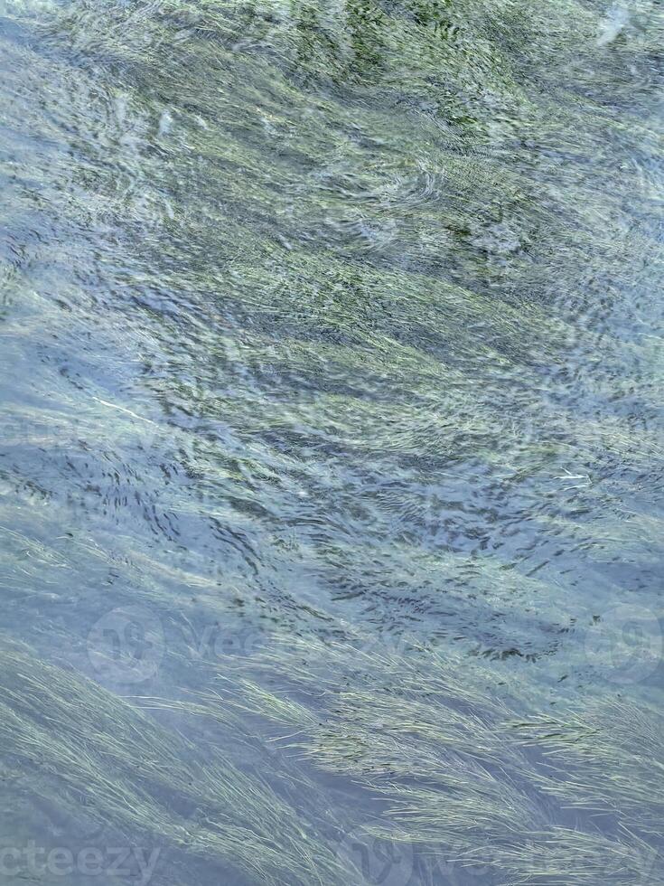 Gentle ripples on a lake with algae surface reflecting nature's tranquility in a serene environment. Vertical background photo