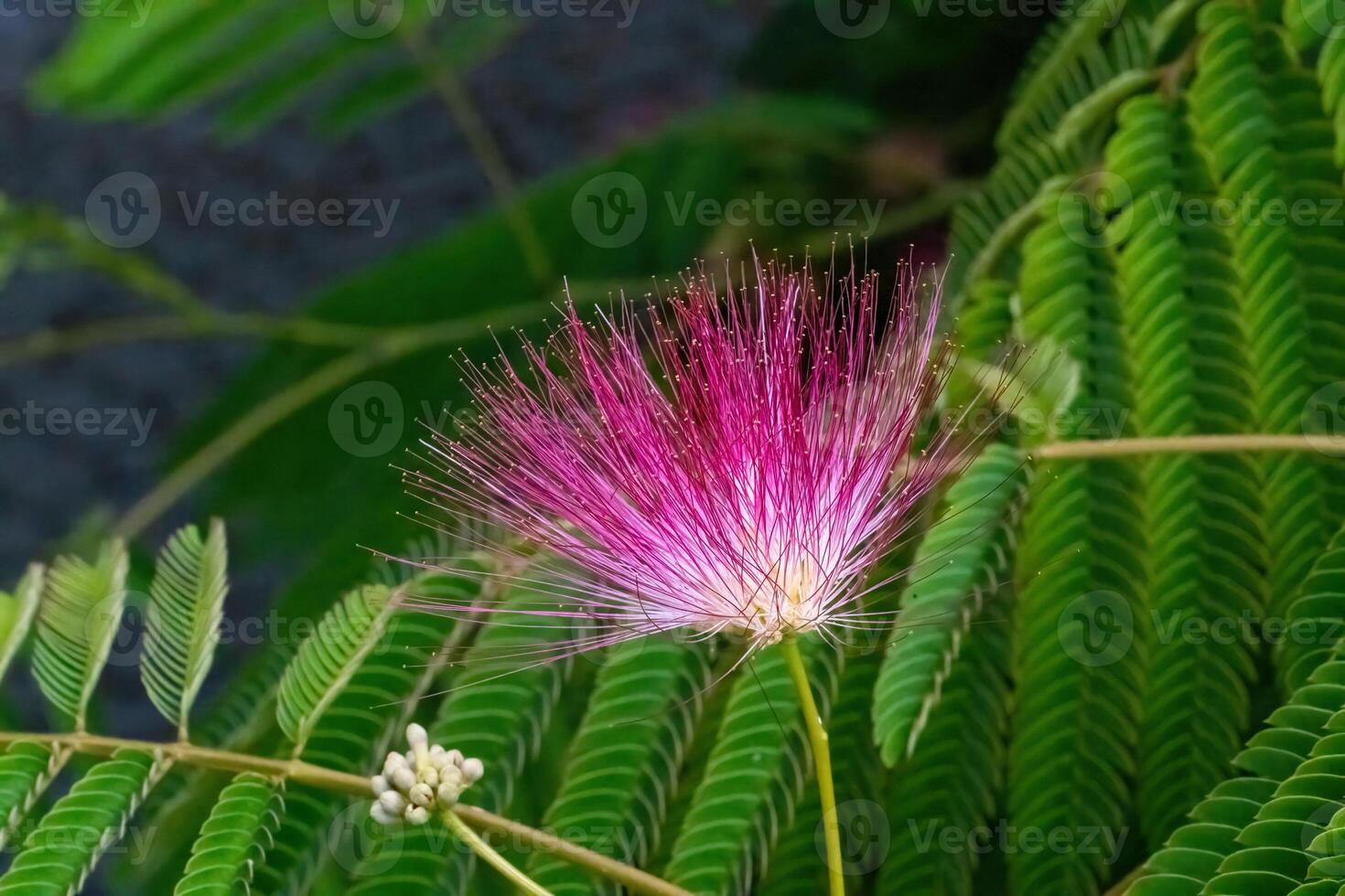 Albizia julibrissin, the persian silk tree, pink silk tree or mimosa tree photo
