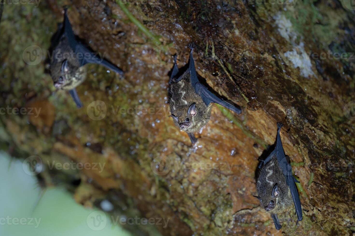 Saccopteryx bilineata, The greater sac-winged bat, is native to Central and South America photo