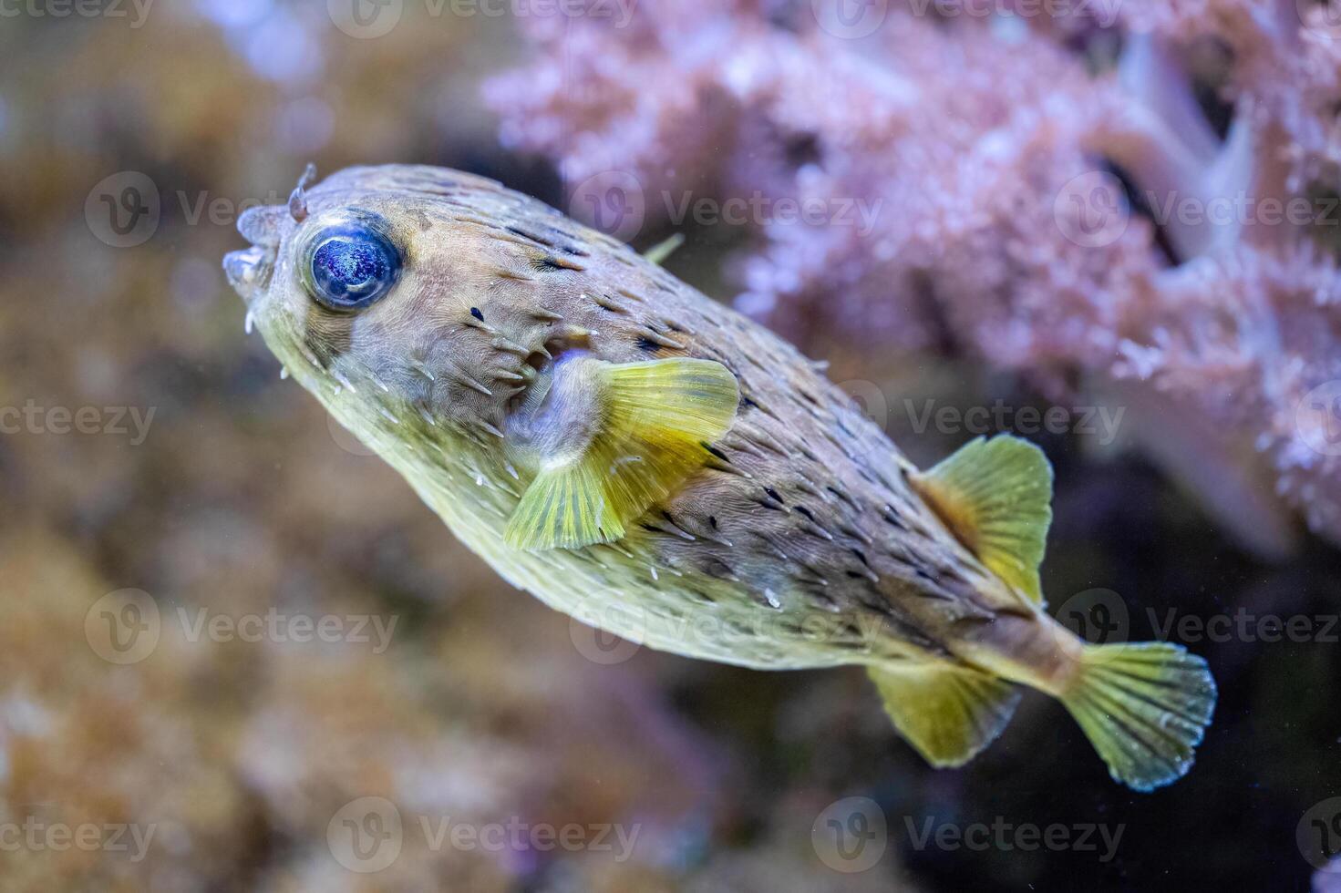 The black blotched porcupinefish, Diodon liturosus, usually between 15 and 30 m photo