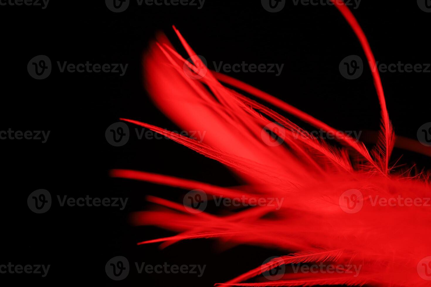 Red texture abstract on black background, bird feather in macro, dark background photo