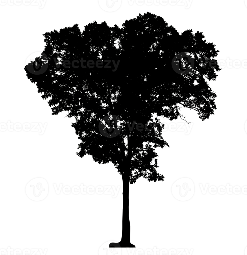 tree silhouette on transparent background and foliage in summer with cut path and alpha channel, high resolution png