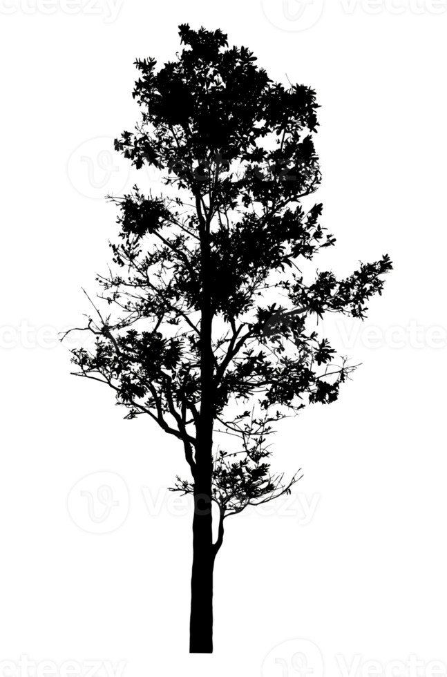 Tree silhouette on a transparent background. High resolution png