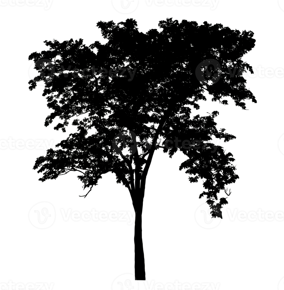 tree silhouette on transparent background and foliage in summer with cut path and alpha channel, high resolution. png