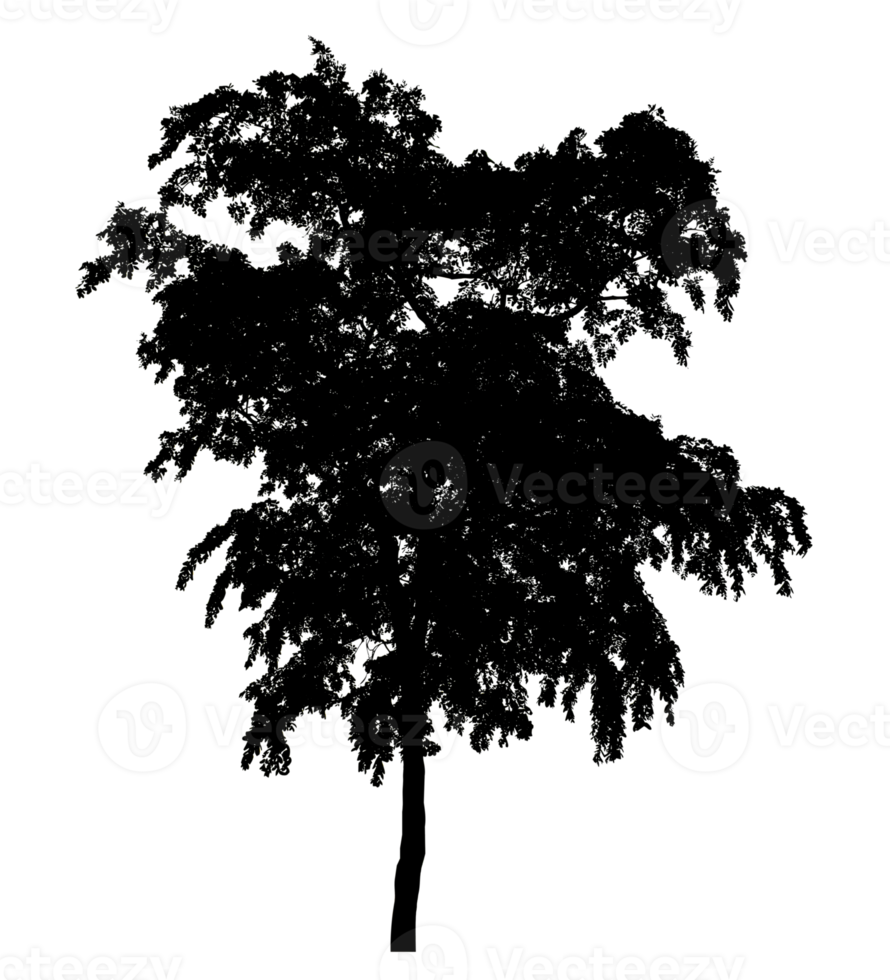 Isolated tree silhouette on transparent background with intersection and alpha channel png