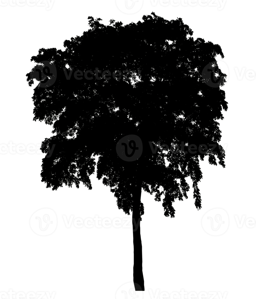 Isolated tree silhouette for brush on transparent background. png