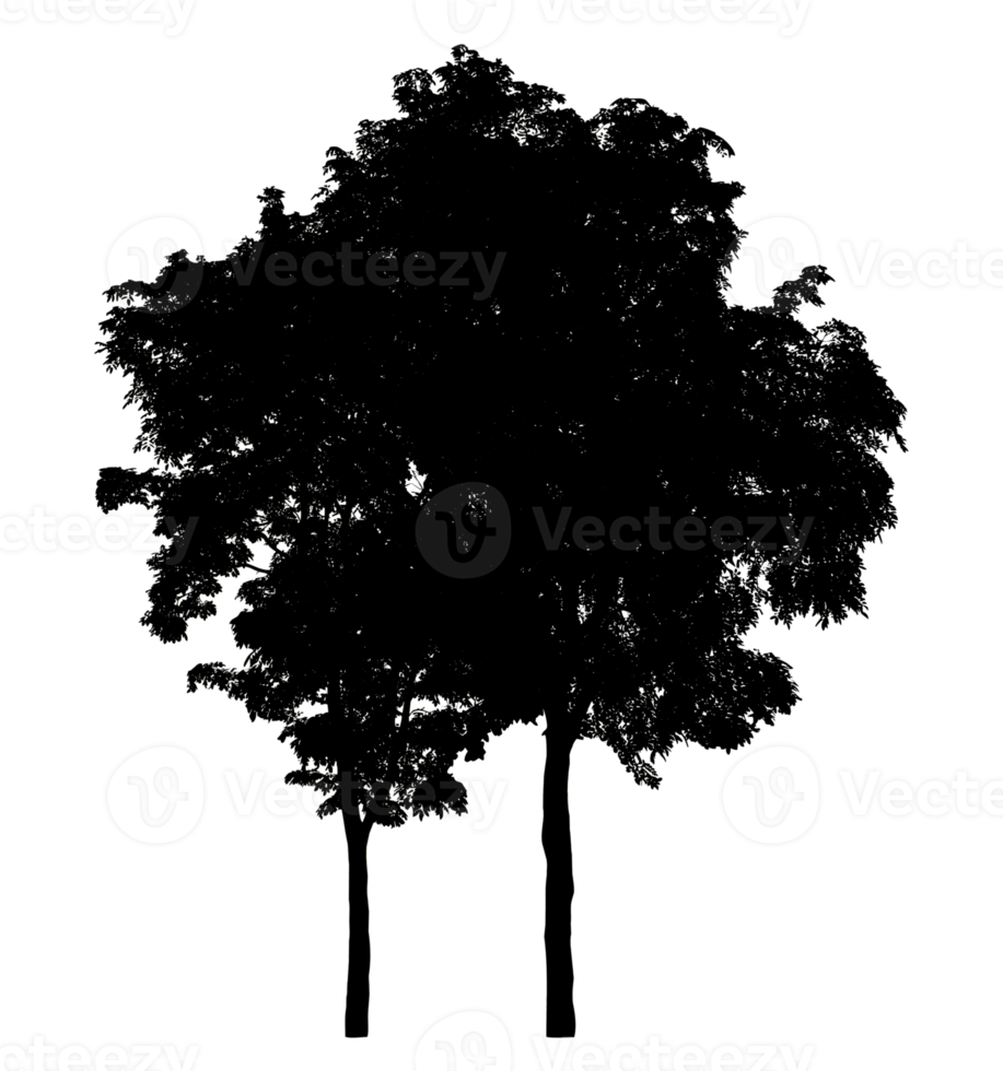 trees silhouette on transparent background and foliage in summer with cut path and alpha channel, high resolution png